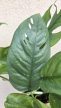 Epipremnum pinnatum Cebu Blue - Szobai futóka 12 cm