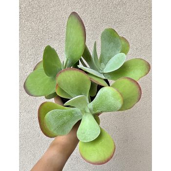 Kalanchoe Thyrsiflora 12 cm