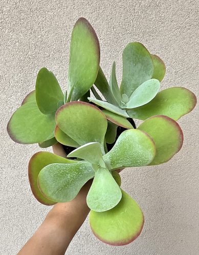 Kalanchoe Thyrsiflora 12 cm