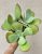 Kalanchoe Thyrsiflora 12 cm