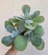 Kalanchoe Thyrsiflora 12 cm