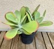 Kalanchoe Thyrsiflora 12 cm