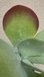 Kalanchoe Thyrsiflora 12 cm