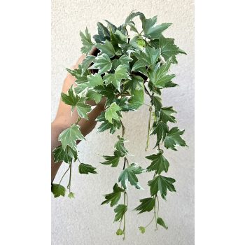 Hedera helix 'White Ripple' - Borostyán 9 cm