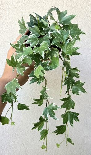 Hedera helix 'White Ripple' - Borostyán 9 cm