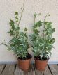Hedera helix 'White Ripple' - Borostyán 9 cm
