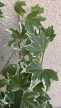 Hedera helix 'White Ripple' - Borostyán 9 cm