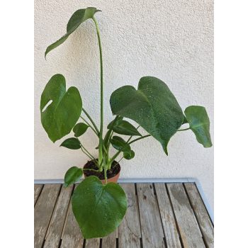 Monstera Deliciosa 12 cm