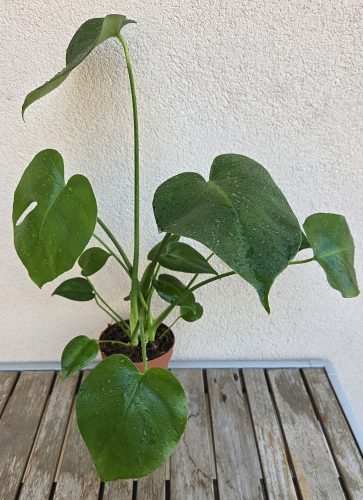 Monstera Deliciosa 12 cm