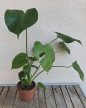 Monstera Deliciosa 12 cm