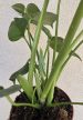 Monstera Deliciosa 12 cm