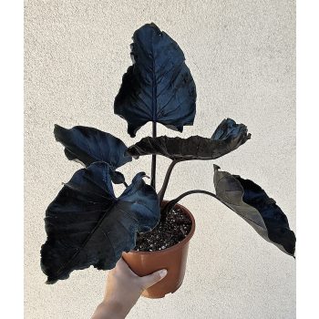 Alocasia Antoro Velvet 17 cm