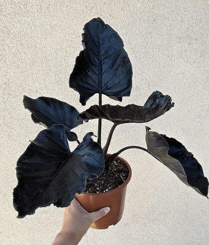 Alocasia Antoro Velvet 17 cm