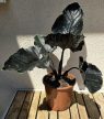 Alocasia Antoro Velvet 17 cm