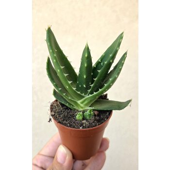 Haworthia - Szemölcsliliom 5.5 cm