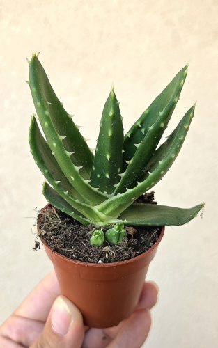 Haworthia - Szemölcsliliom 5.5 cm