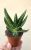 Haworthia - Szemölcsliliom 5.5 cm