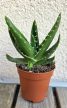 Haworthia - Szemölcsliliom 5.5 cm