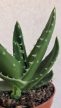 Haworthia - Szemölcsliliom 5.5 cm