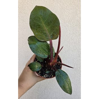 Ments meg! - Philodendron Mccoleys Finale 12 cm