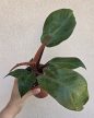 Ments meg! - Philodendron Mccoleys Finale 12 cm