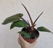 Ments meg! - Philodendron Mccoleys Finale 12 cm