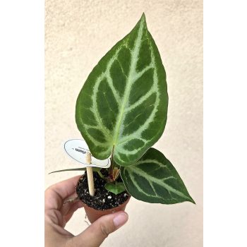 Anthurium crystallinum Silver Blush 6 cm