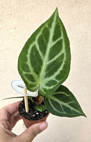 Anthurium crystallinum Silver Blush 6 cm