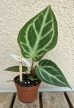 Anthurium crystallinum Silver Blush 6 cm