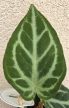 Anthurium crystallinum Silver Blush 6 cm