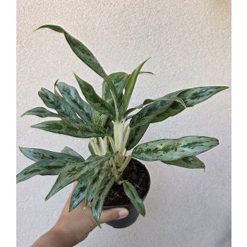 Aglaonema Greyhound 12 cm
