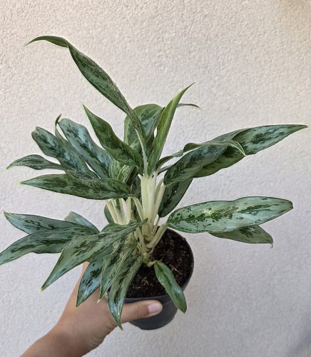 Aglaonema Greyhound 12 cm