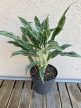 Aglaonema Greyhound 12 cm