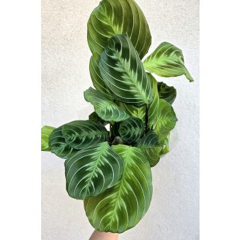 Maranta Kerchoveana - Nyílgyökér 12 cm