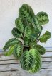Maranta Kerchoveana - Nyílgyökér 12 cm