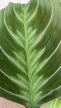 Maranta Kerchoveana - Nyílgyökér 12 cm