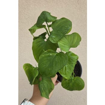Philodendron cordatum 'Fibraecataphyllum' 12 cm