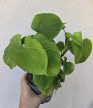 Philodendron cordatum 'Fibraecataphyllum' 12 cm