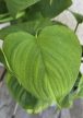 Philodendron cordatum 'Fibraecataphyllum' 12 cm