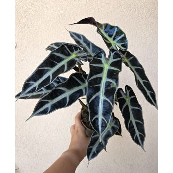Alocasia Bambino 10 cm