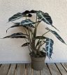 Alocasia Bambino 10 cm
