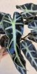 Alocasia Bambino 10 cm