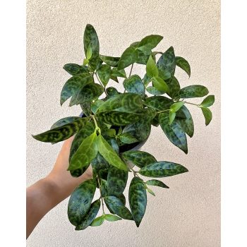 Aeschynanthus Marmoratus 12 cm