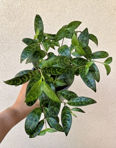 Aeschynanthus Marmoratus 12 cm