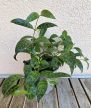 Aeschynanthus Marmoratus 12 cm
