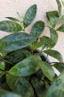 Aeschynanthus Marmoratus 12 cm