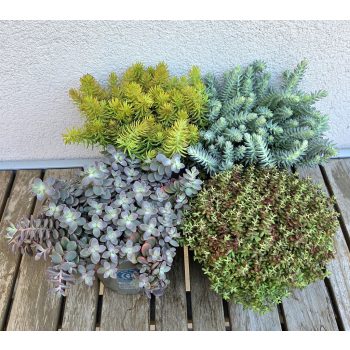 Sedum/Varjúháj 12 cm