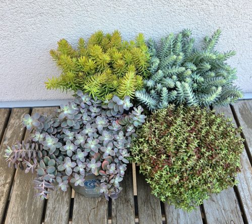 Sedum/Varjúháj 12 cm