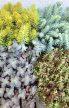 Sedum/Varjúháj 12 cm