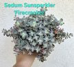 Sedum/Varjúháj 12 cm